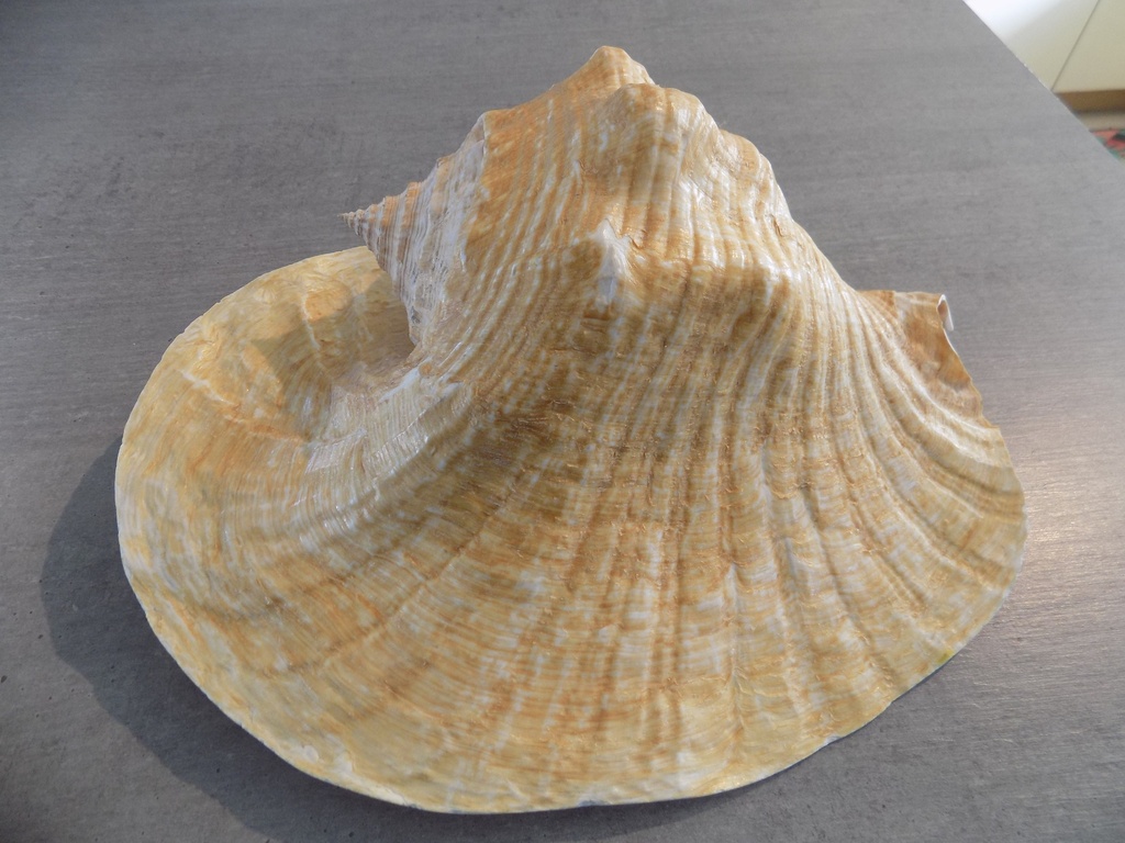 STROMBIDAE TITANOSTROMBUS GOLIATH | Nautilus 2